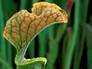 Sarracenia Flava_Yellow Pitcher-20047-92.jpg